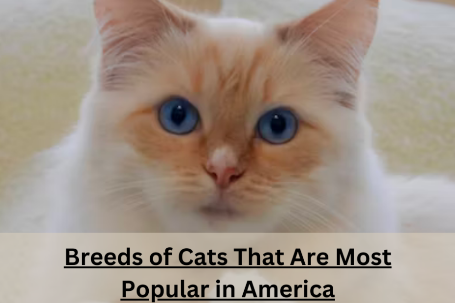 Breeds of Cats That Are Most Popular in America
