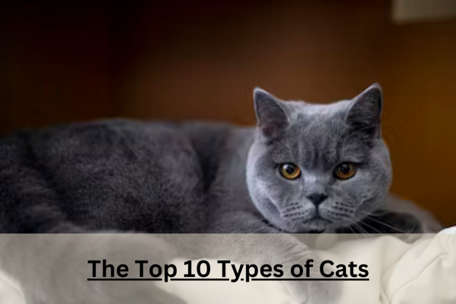 The Types of Cats